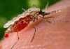 CSIR scientists working on new vaccine for malaria