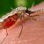 CSIR scientists working on new vaccine for malaria