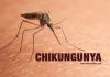 चिकनगुनिया वायरस की पहचान के लिए नई तकनीक