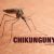 चिकनगुनिया वायरस की पहचान के लिए नई तकनीक