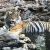 अब मुकंदरा हिल्स में बढे़गा बाघ एमटी-1 का बसेरा