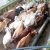 नगर निगम की किशोरपुरा गौशाला में गायों पर मौत का साया