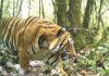 भारत ने बनाया बाघ सर्वेक्षण का नया ‘गिनीज वर्ल्ड रिकॉर्ड’
