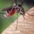 मच्छरों के लार्वा खत्म करती है थर्मल की राख