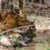 मुकुंदरा हिल्स टाइगर रिजर्व में बाघिन एमटी-4 ने दम तोडा