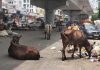 स्मार्ट सिटी कोटा को कैटल फ्री बनाने का सपना टूटा, कोर्ट में याचिका दायर