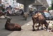 स्मार्ट सिटी कोटा को कैटल फ्री बनाने का सपना टूटा, कोर्ट में याचिका दायर
