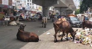 स्मार्ट सिटी कोटा को कैटल फ्री बनाने का सपना टूटा, कोर्ट में याचिका दायर