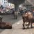 स्मार्ट सिटी कोटा को कैटल फ्री बनाने का सपना टूटा, कोर्ट में याचिका दायर