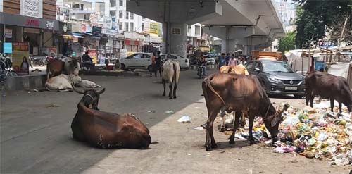 स्मार्ट सिटी कोटा को कैटल फ्री बनाने का सपना टूटा, कोर्ट में याचिका दायर