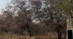 मुकुंदरा हिल्स टाइगर रिजर्व में 6 बाघों की हलचल से बढ़ी रौनक