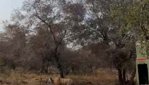 मुकुंदरा हिल्स टाइगर रिजर्व में 6 बाघों की हलचल से बढ़ी रौनक